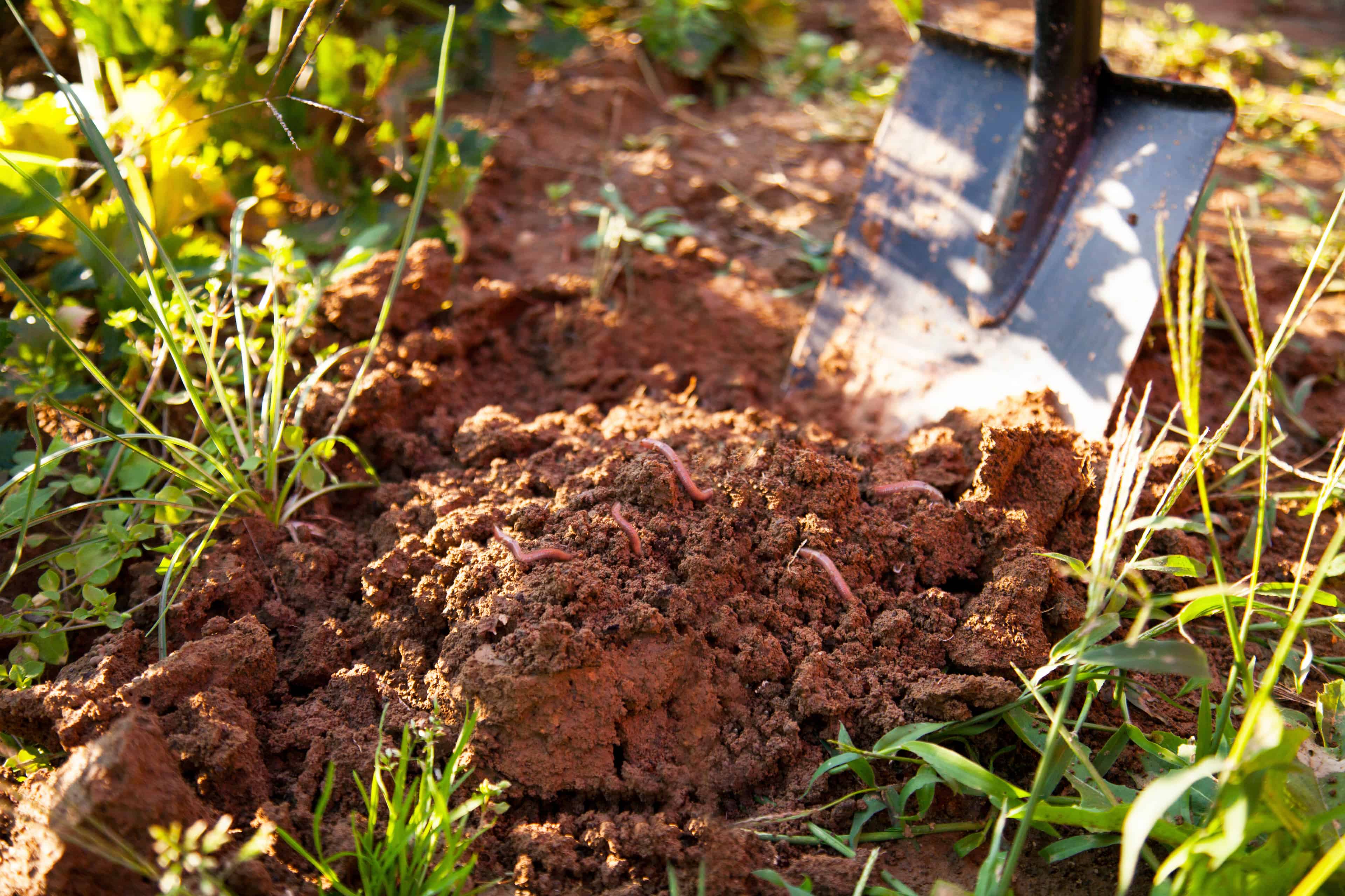 Topsoil Stripping and Stockpiling image