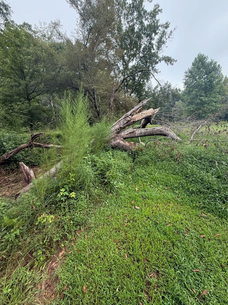 Efficient Tree Removal and Storm Cleanup Experts