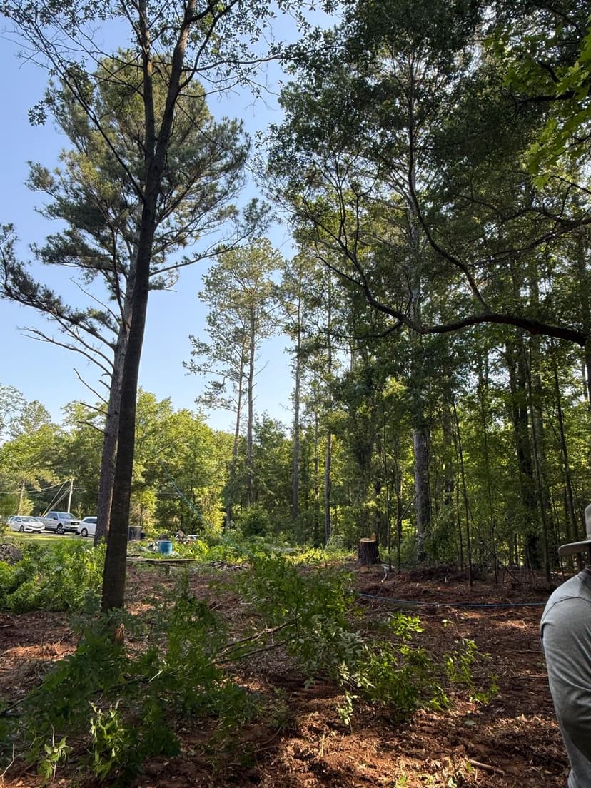 Forest clearing with tall pine trees under a clear blue sky and visible equipment in the background.